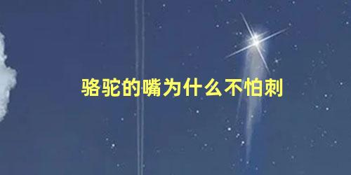 骆驼的嘴为什么不怕刺
