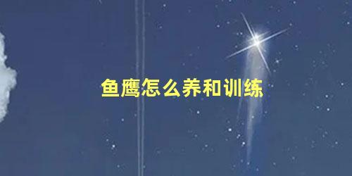 鱼鹰怎么养和训练