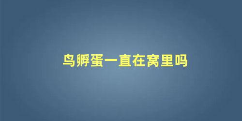 鸟孵蛋一直在窝里吗