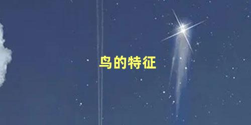 鸟的特征