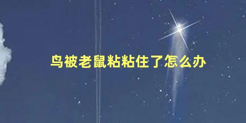 鸟被老鼠粘粘住了怎么办