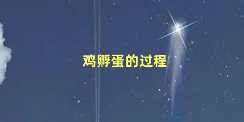 鸡孵蛋的过程