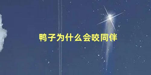 鸭子为什么会咬同伴