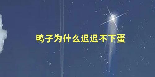 鸭子为什么迟迟不下蛋