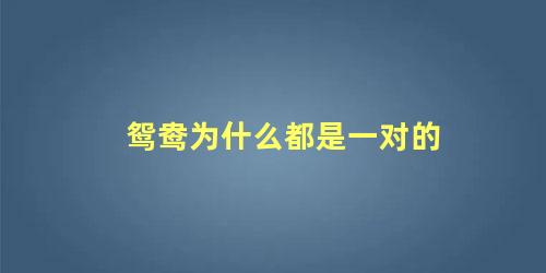 鸳鸯为什么都是一对的