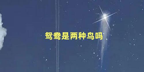 鸳鸯是两种鸟吗