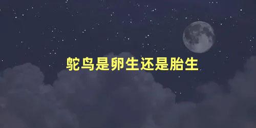 鸵鸟是卵生还是胎生