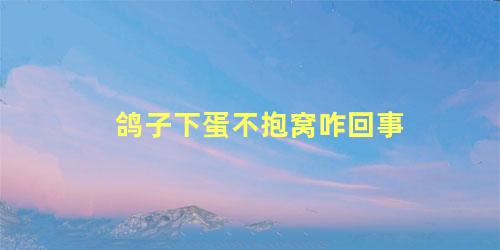鸽子下蛋不抱窝咋回事