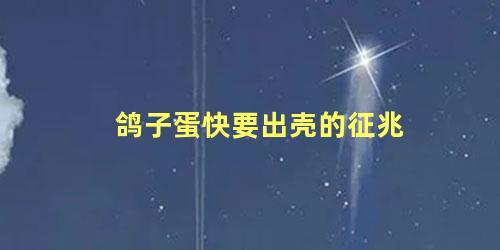鸽子蛋快要出壳的征兆