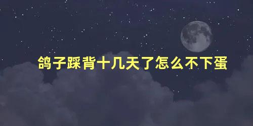 鸽子踩背十几天了怎么不下蛋