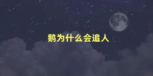 鹅为什么会追人