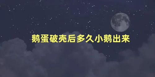 鹅蛋破壳后多久小鹅出来