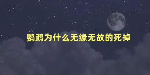 鹦鹉为什么无缘无故的死掉