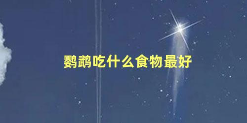 鹦鹉吃什么食物最好