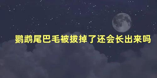 鹦鹉尾巴毛被拔掉了还会长出来吗