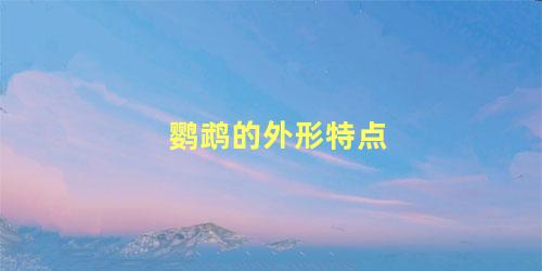 鹦鹉的外形特点