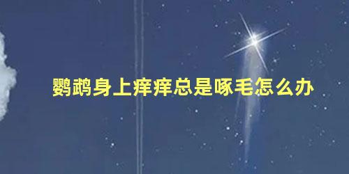 鹦鹉身上痒痒总是啄毛怎么办