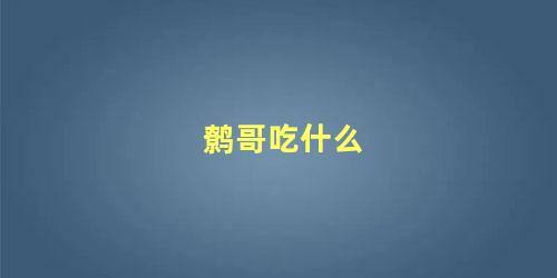 鹩哥吃什么