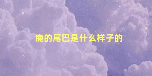 鹿的尾巴是什么样子的