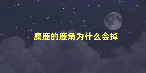 麋鹿的鹿角为什么会掉