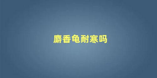 麝香龟耐寒吗