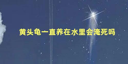 黄头龟一直养在水里会淹死吗