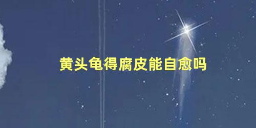 黄头龟得腐皮能自愈吗