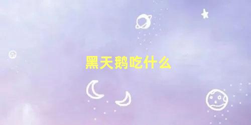 黑天鹅吃什么