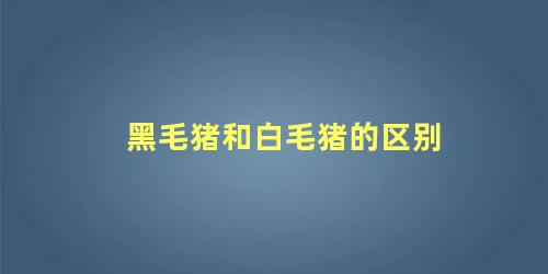 黑毛猪和白毛猪的区别