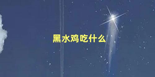 黑水鸡吃什么