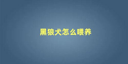 黑狼犬怎么喂养