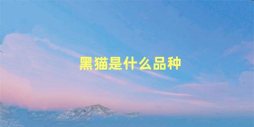 黑猫是什么品种