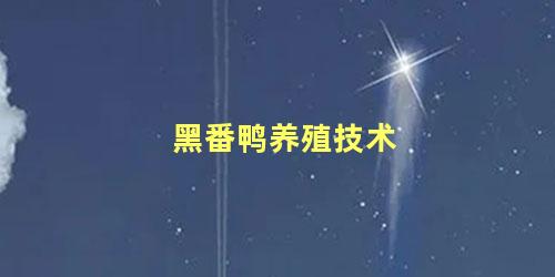 黑番鸭养殖技术