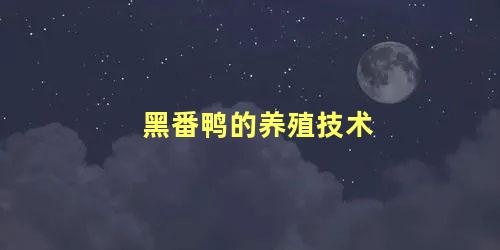 黑番鸭的养殖技术